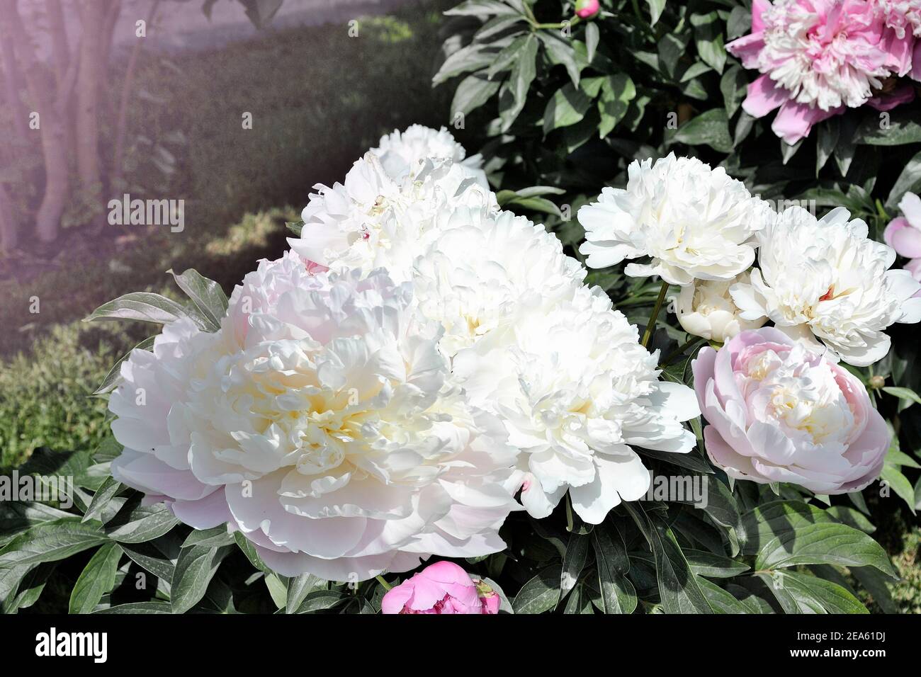 Cespugli di peonie bianche e rosa in piena fioritura nel giardino. Delicati fiori di pony e foglie verdi. Messa a fuoco morbida, DOF poco profonda. Primavera o estate floreale Foto Stock