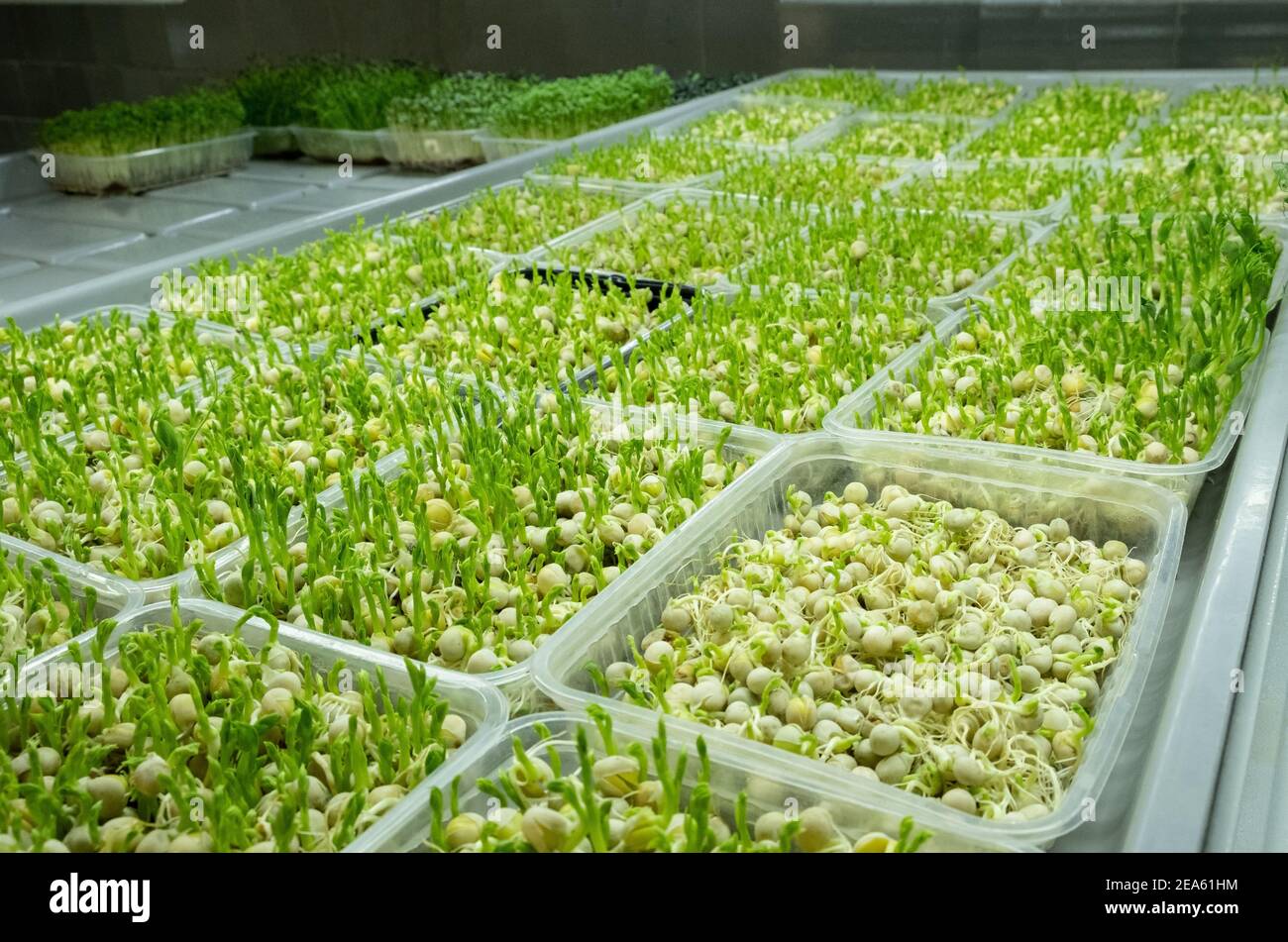 Fattoria di microverde urbano. Piccole aziende ecocompatibili. Foglie di bambino, fitolampli Foto Stock