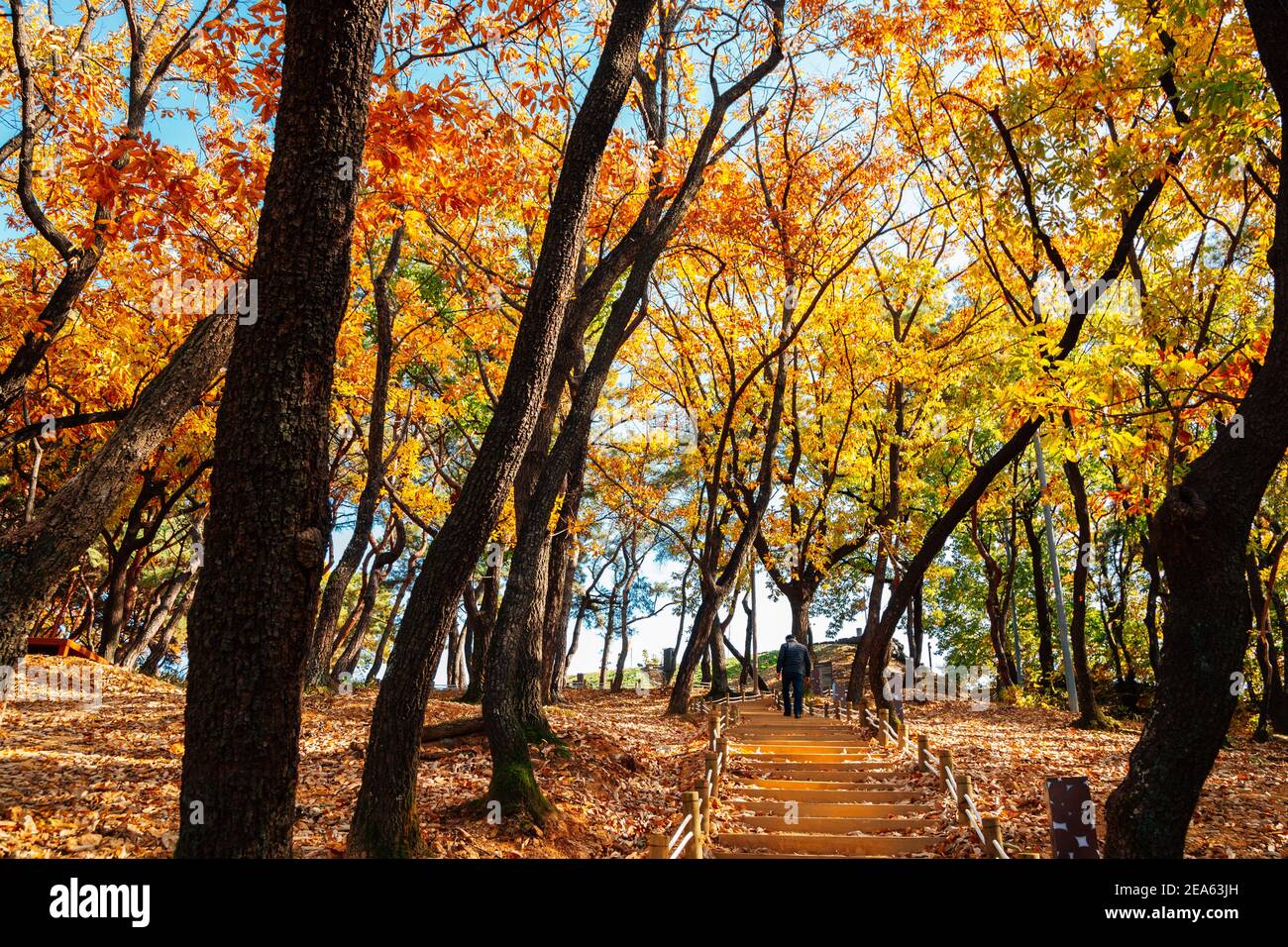 Autunno colorata strada forestale a Miryang Eupseong Fortezza a Miryang, Corea Foto Stock