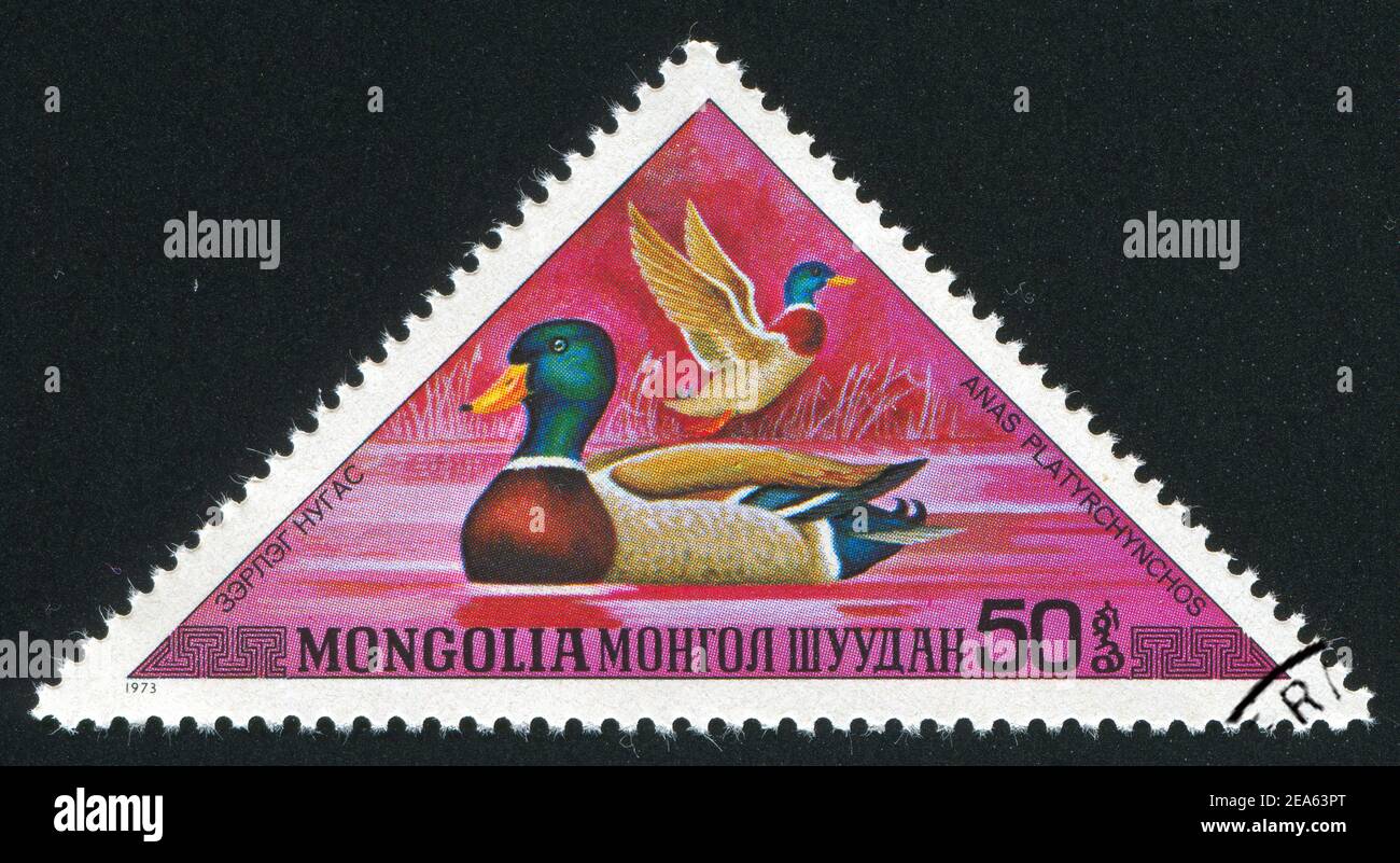 MONGOLIA - CIRCA 1973: Francobollo stampato dalla Mongolia, spettacoli Mallards, circa 1973 Foto Stock