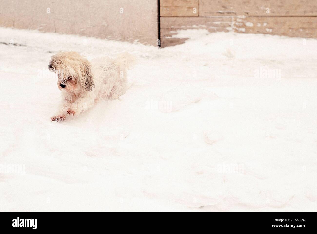07 febbraio 2021, Nord Reno-Westfalia, Münster: Un piccolo cane con pelliccia bianca salta attraverso la neve. Fino a 30 centimetri di neve era caduto in Westfalia orientale e Münsterland nella notte a domenica in poche ore. Foto: Ute Friederike Schernau/dpa Foto Stock