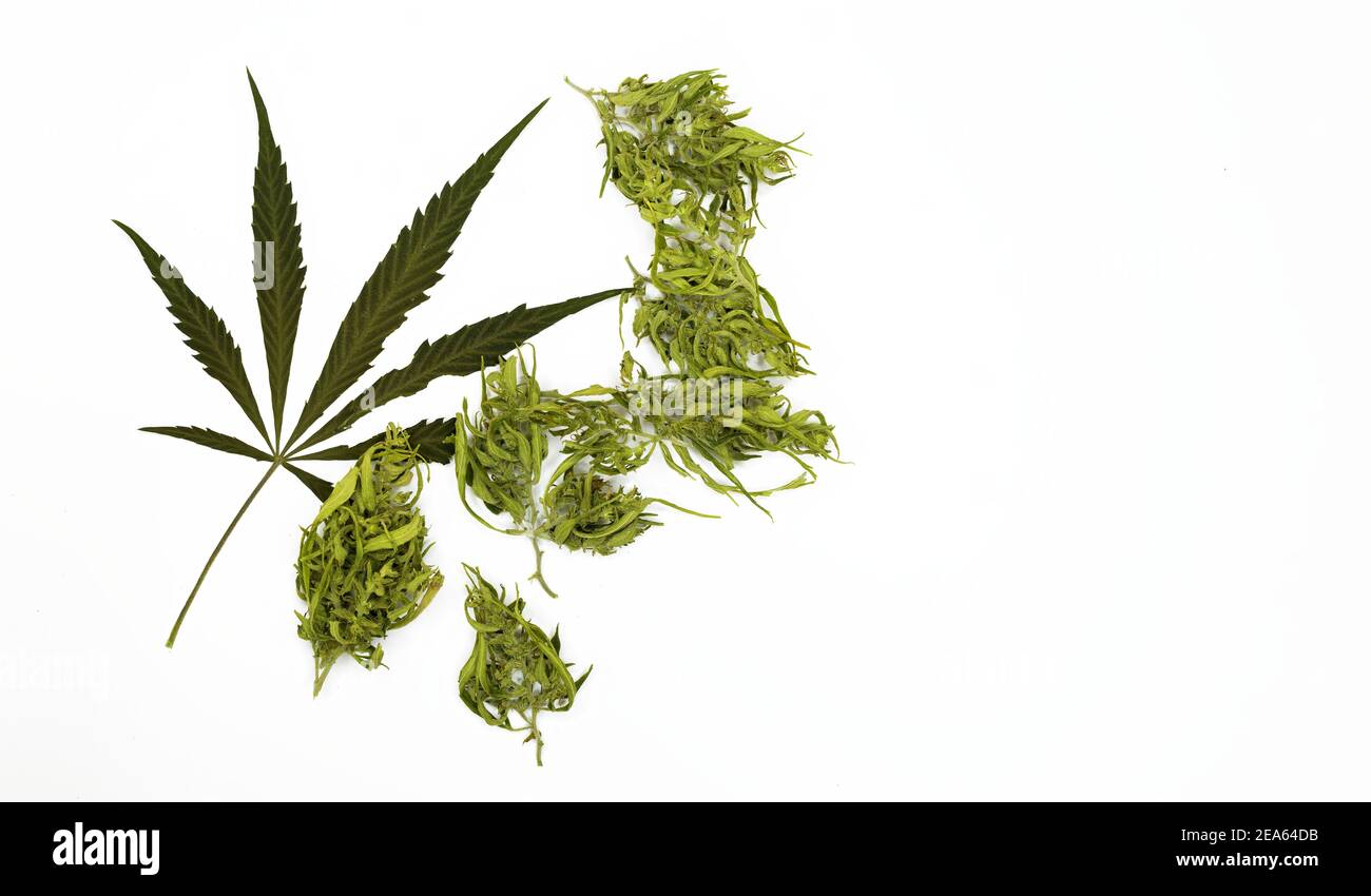 Germogli essiccati e una foglia di marijuana isolato su sfondo bianco, copia spazio Foto Stock