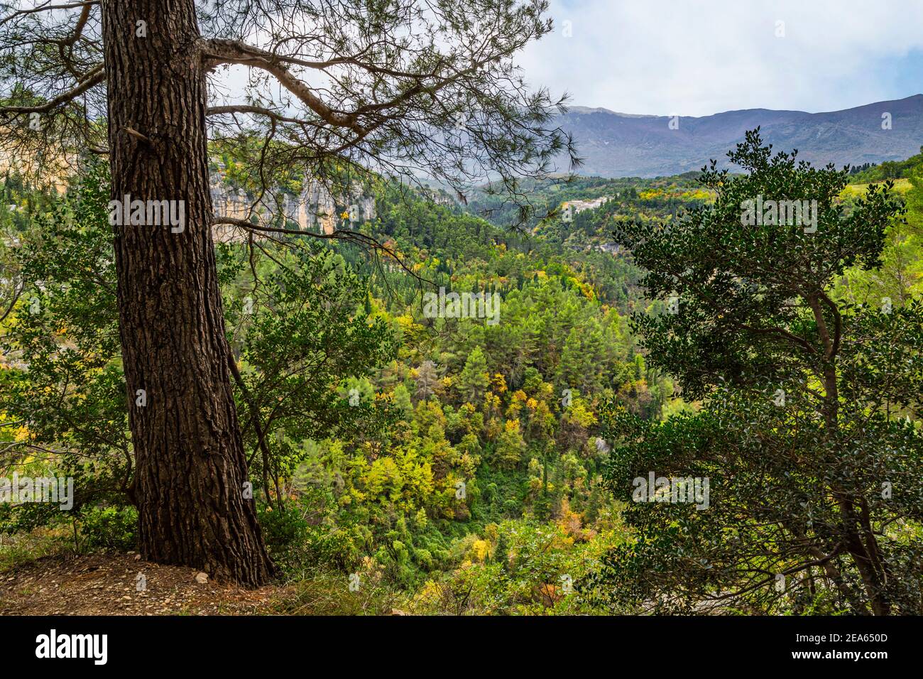 Vista dall'alto dei boschi che coprono la Valle d'Orta. Parco Nazionale della Maiella, Abruzzo, Italia, Europa Foto Stock