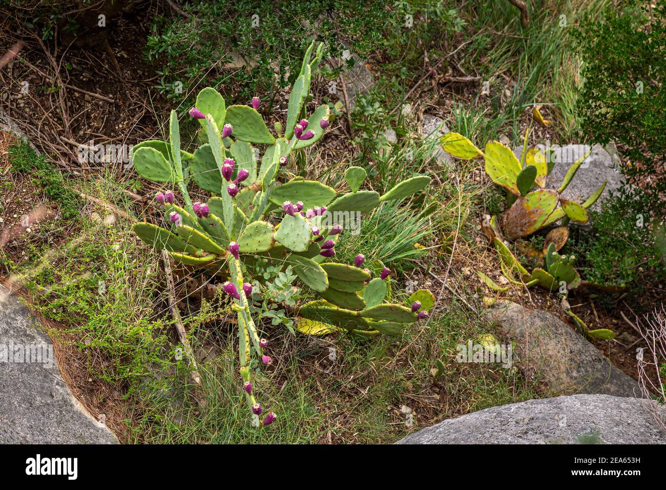 Pianta di pera di prickly, opuntia ficus-indica, selvatica. Foto Stock