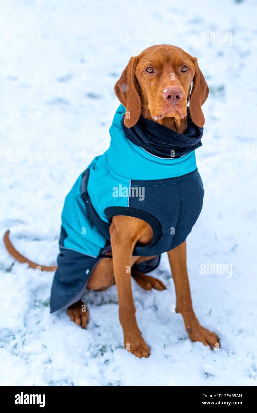 Bellissimo cane vizsla con giacca invernale blu godendo di una giornata innevata all'aperto. Foto Stock
