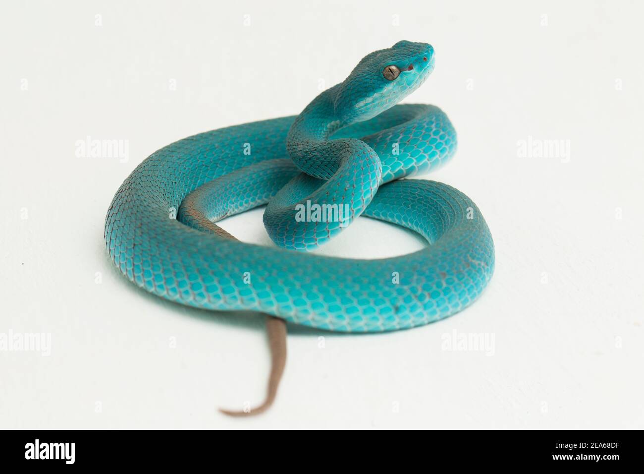 Blu insularis (Trimeresurus insularis) Isola bianca Pit Viper su sfondo bianco Foto Stock