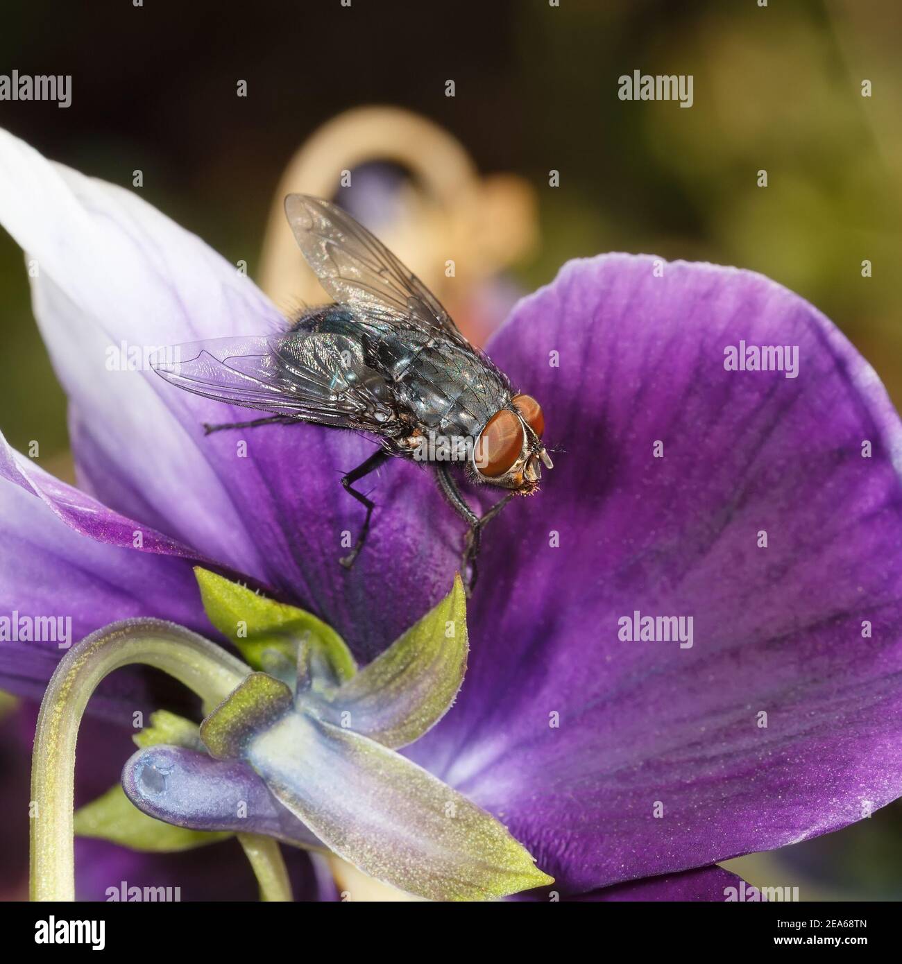 La mosca comune si siede su un fiore viola. Macrofotografia. Foto Stock