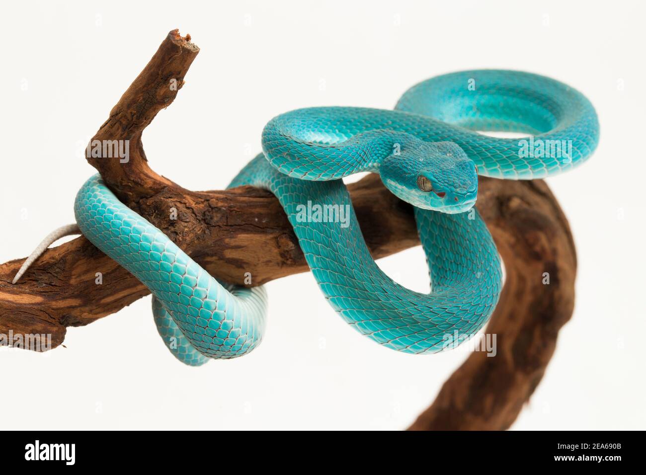 Blu insularis (Trimeresurus insularis) Isola bianca Pit Viper su sfondo bianco Foto Stock