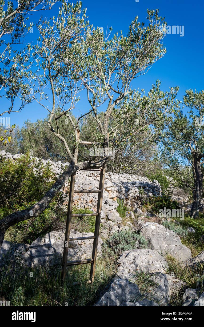 Scala per salire l'olivo per raccogliere olive, terra di Iz, arcipelago  Zara, Dalmazia, Croazia Foto stock - Alamy
