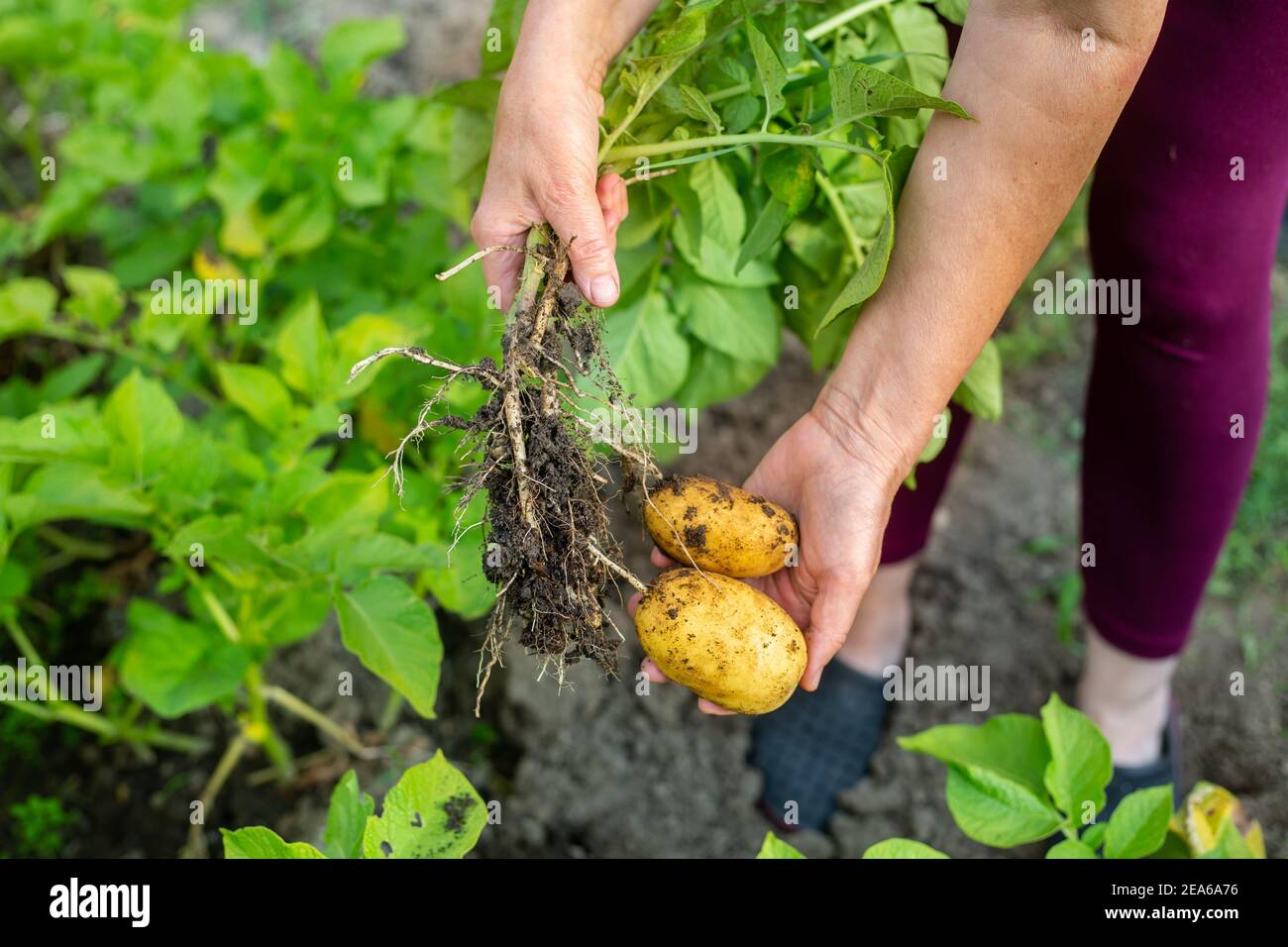 Un agricoltore che raccoglie patate fresche, bio-patate al suo enorme giardino, concetto agricolo Foto Stock