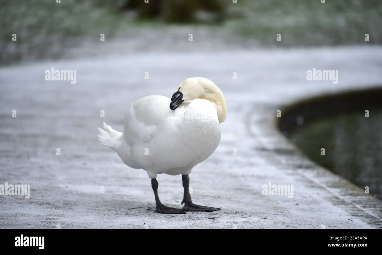 Brighton UK 8 febbraio 2021 - UN cigno prende a piedi intorno al Queens Park stagno a Brighton dopo una leggera caduta di neve durante la notte con più previsioni per parti dell'Est e del Sud Est oggi: Credit Simon Dack / Alamy Live News Foto Stock