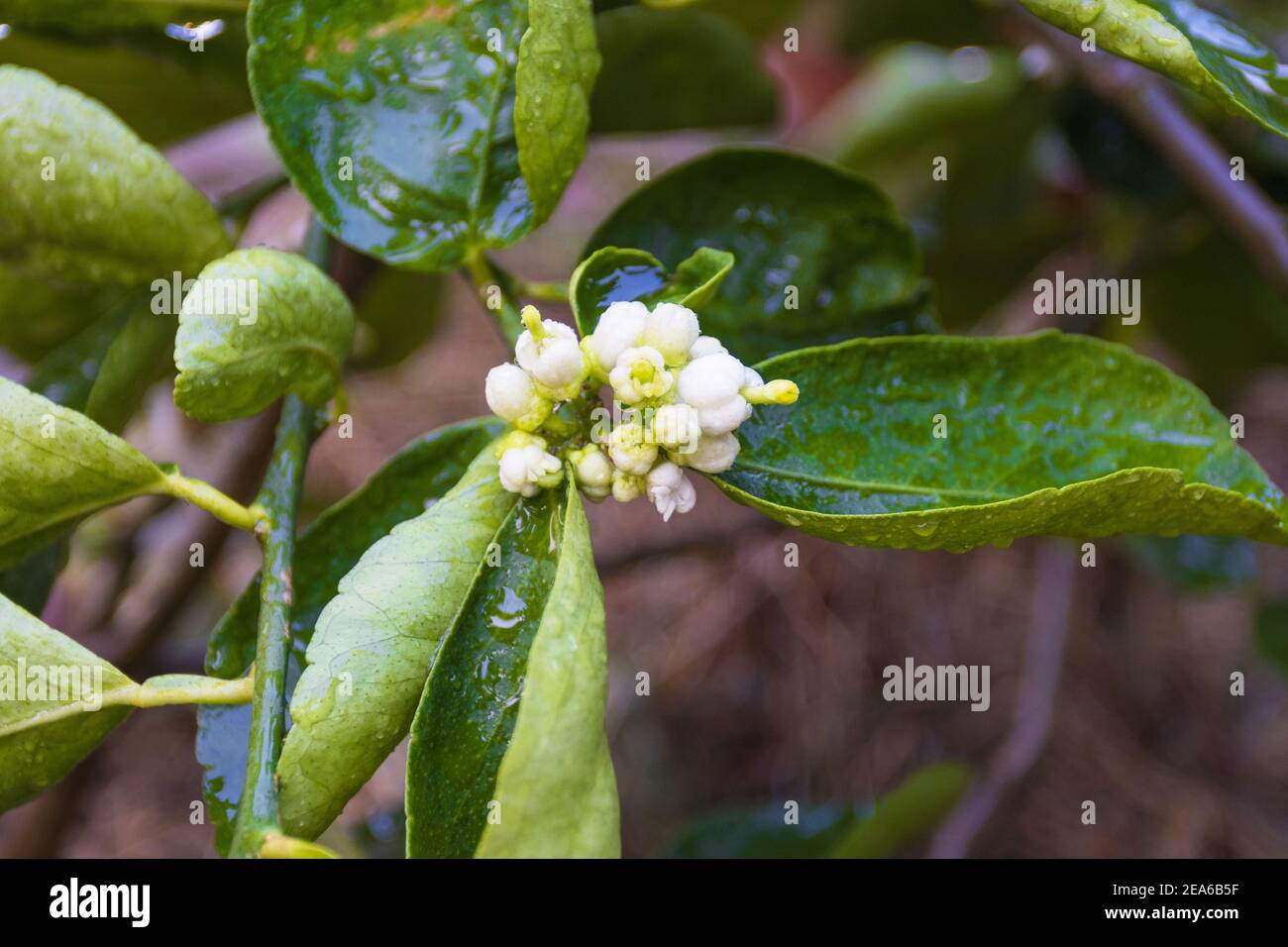 Fiore di limone con foglie verdi sui rami dell'albero concept di fiori di limone e piante di lime acerose Foto Stock