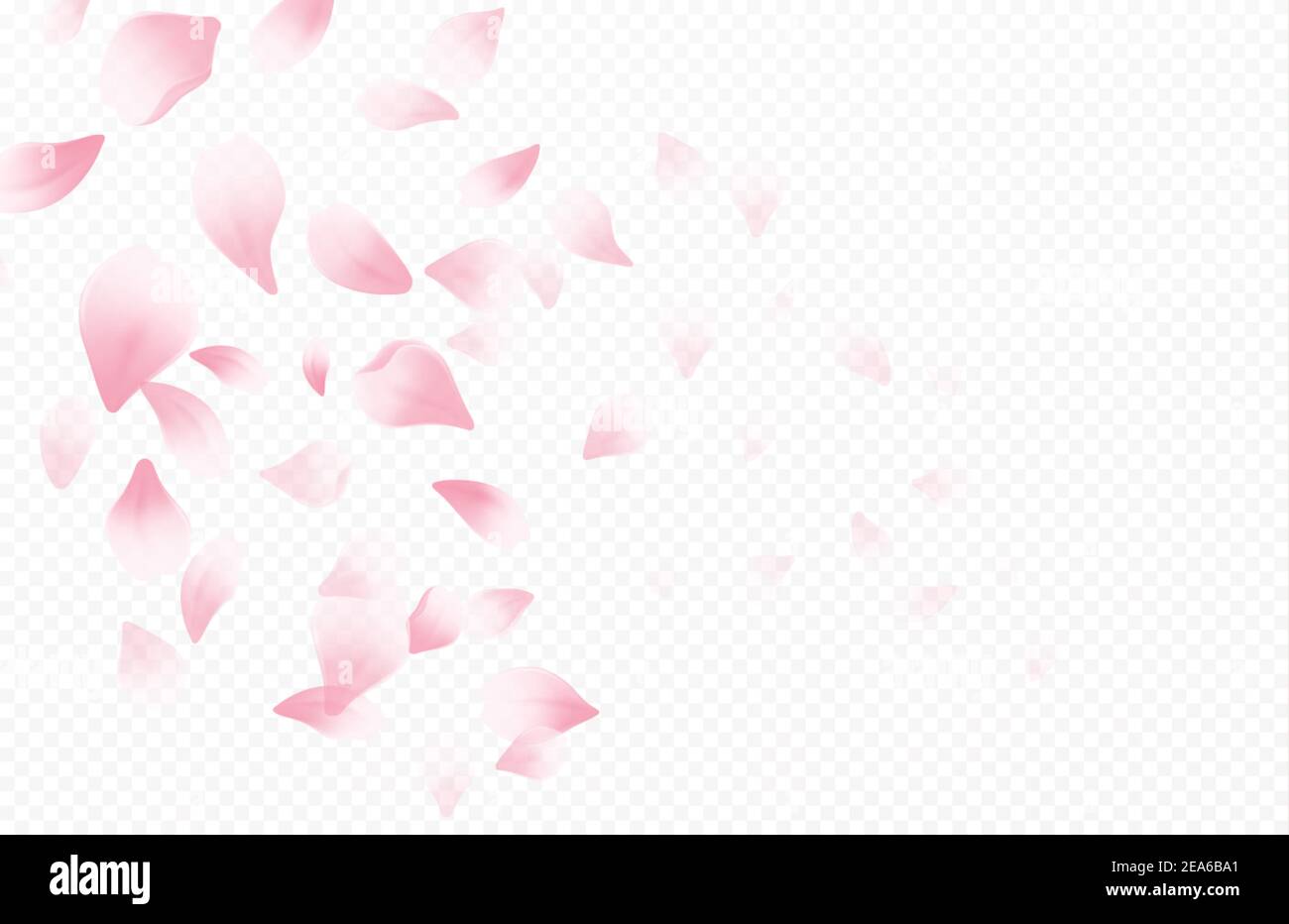 Periodo primaverile splendido sfondo con fiori di ciliegi in fiore primaverile. Petali volanti Sakura isolati su sfondo bianco. Illustrazione vettoriale Illustrazione Vettoriale