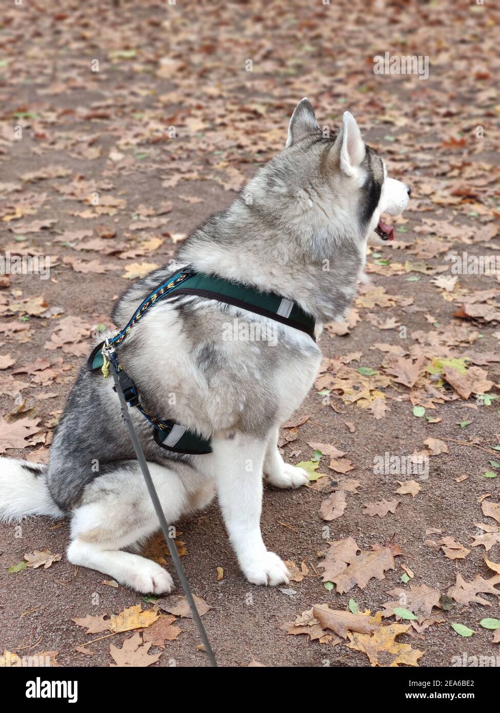 Un cane usky siberiano ​​in una bella foresta d'autunno con un imbragatura per guinzaglio Foto Stock
