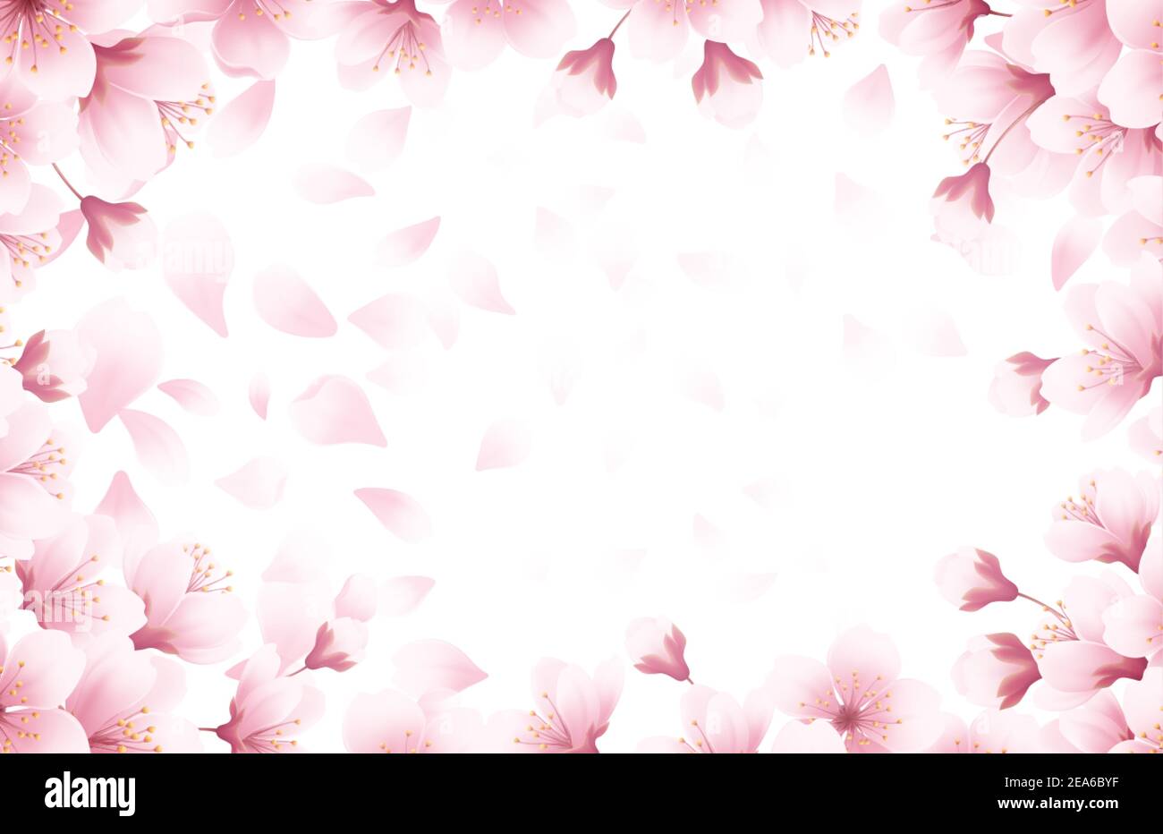 Periodo primaverile splendido sfondo con fiori di ciliegi in fiore primaverile. Petali volanti Sakura isolati su sfondo bianco. Illustrazione vettoriale Illustrazione Vettoriale