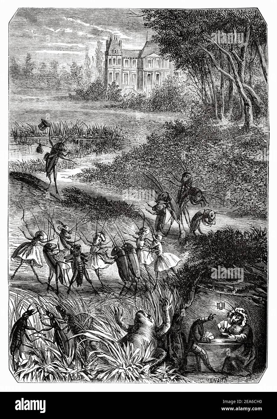 Vecchia illustrazione dal diciannovesimo secolo di avventure di un cricket di Ernest Charles Auguste Candèze (1827-1898) medico ed entomologo belga. Antica illustrazione del 19 ° secolo inciso da El Mundo Ilustrado 1879 Foto Stock