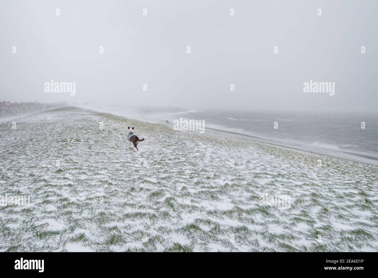Un cane che corre su una diga in Den Helder durante Una neve frizzante nei Paesi Bassi Foto Stock
