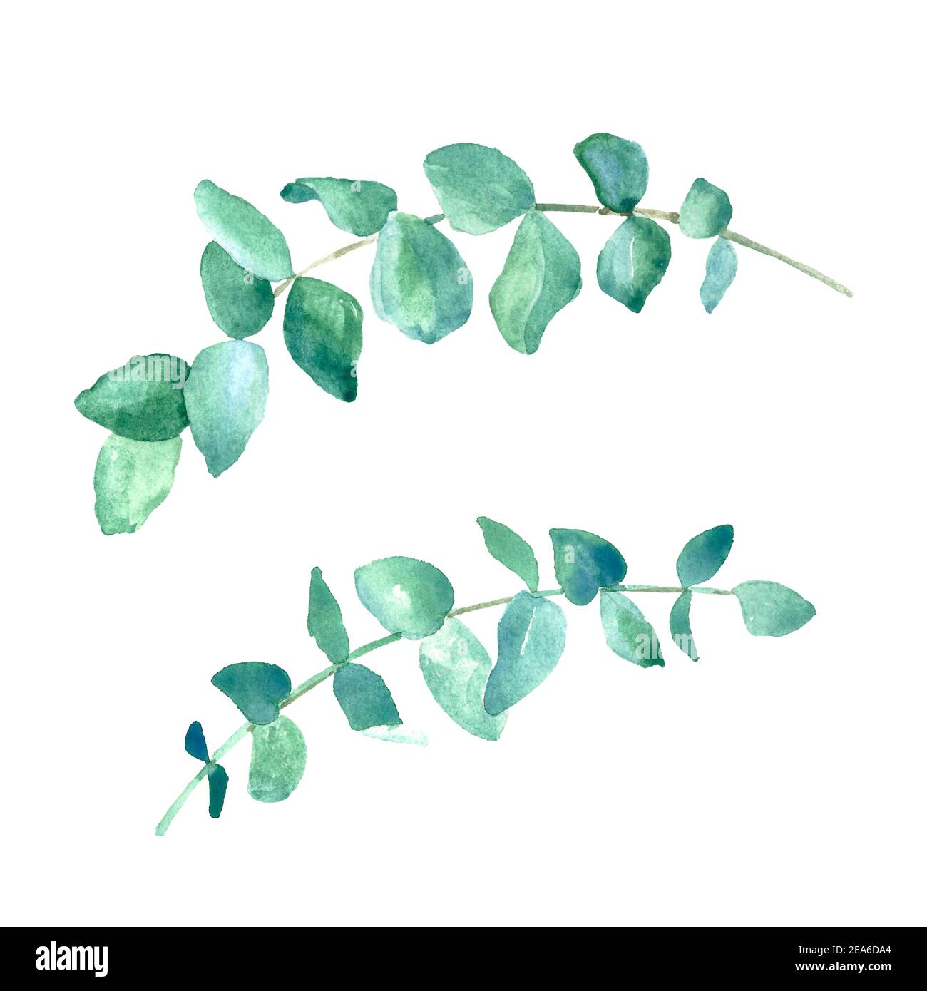 Set di rami di eucalipto acquerello. Rami dipinti a mano e foglie di  eucalipto. Illustrazione floreale per design, invito, tessuto o backgroun  Foto stock - Alamy