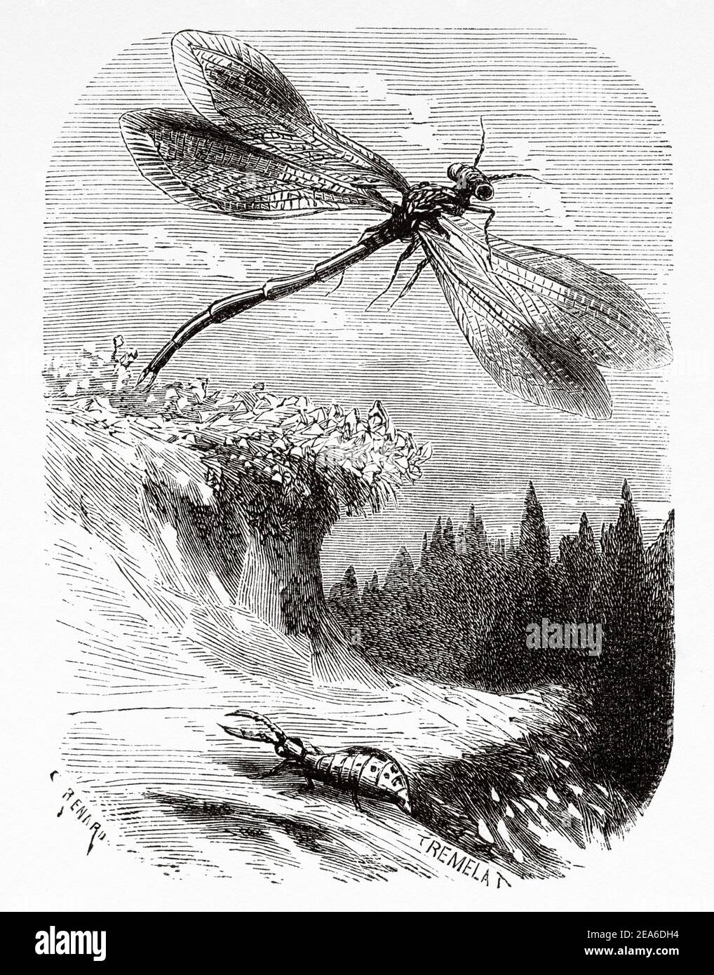 Vecchia illustrazione dal diciannovesimo secolo di avventure di un cricket di Ernest Charles Auguste Candèze (1827-1898) medico ed entomologo belga. Antica illustrazione del 19 ° secolo inciso da El Mundo Ilustrado 1879 Foto Stock