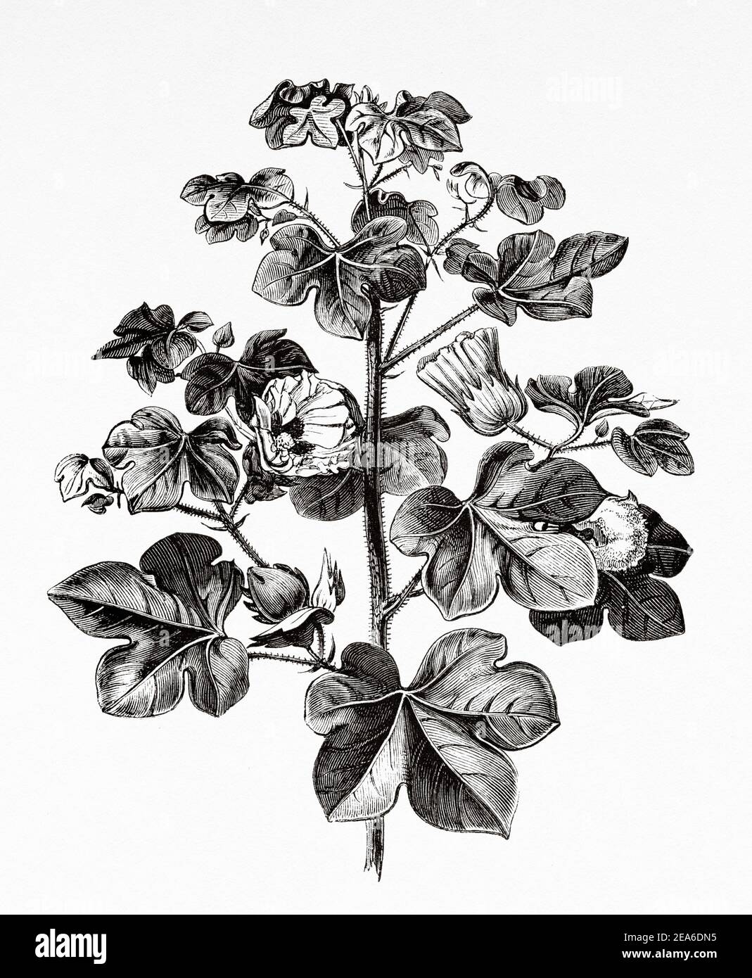 Pianta di cotone (Gossypium barbadense) Antica illustrazione del 19 ° secolo inciso da El Mundo Ilustrado 1879 Foto Stock