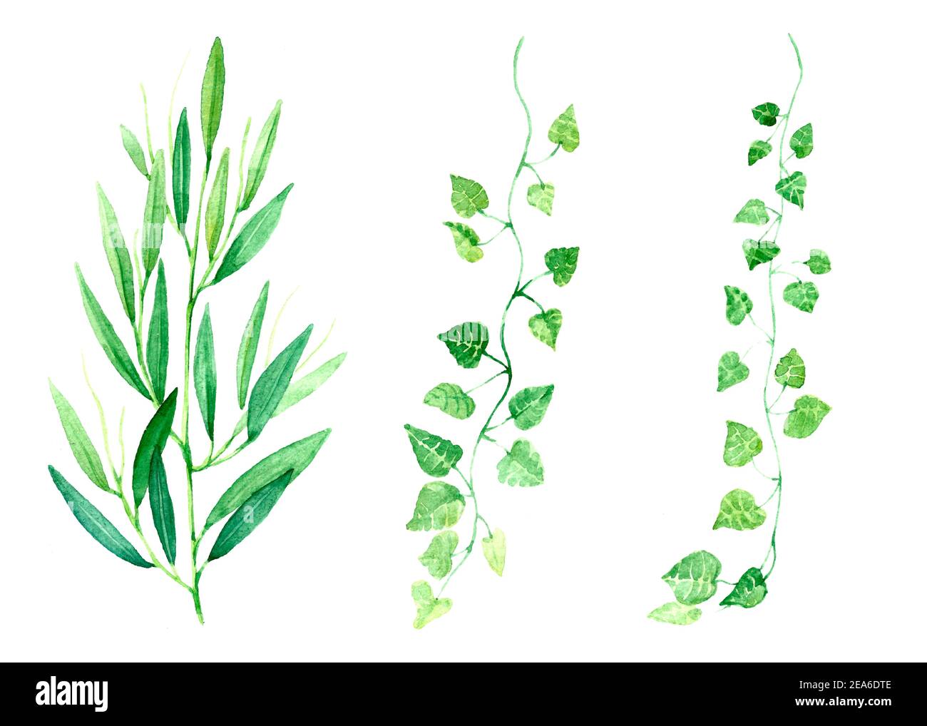 Rametto di olive acquerello su sfondo bianco. Un'illustrazione di quarzo, pittura di un olivo Foto Stock