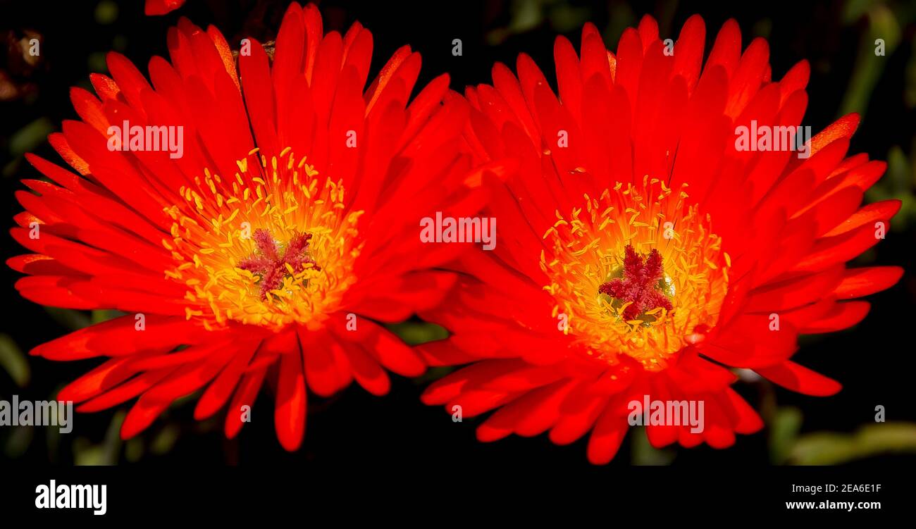 Due brillanti fiori arancioni e gialli di maiale faccia arancione (Mesembryanthemum cristallinum), un succulente australiano nativo. (giardino privato) Foto Stock