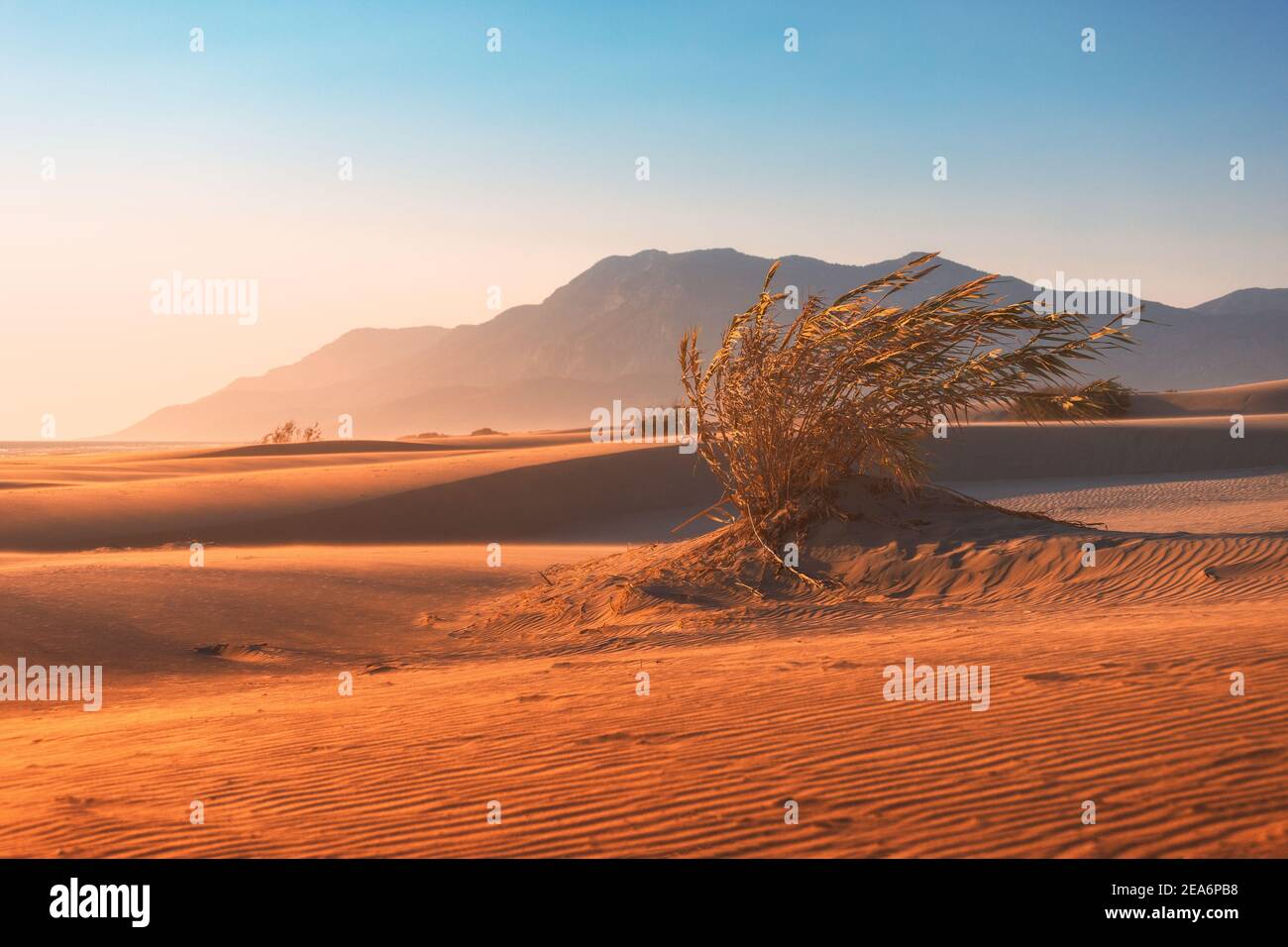 L'arbusto solitario cresce su dune di sabbia in climi aridi. Il concetto di ecologia e riscaldamento climatico globale Foto Stock