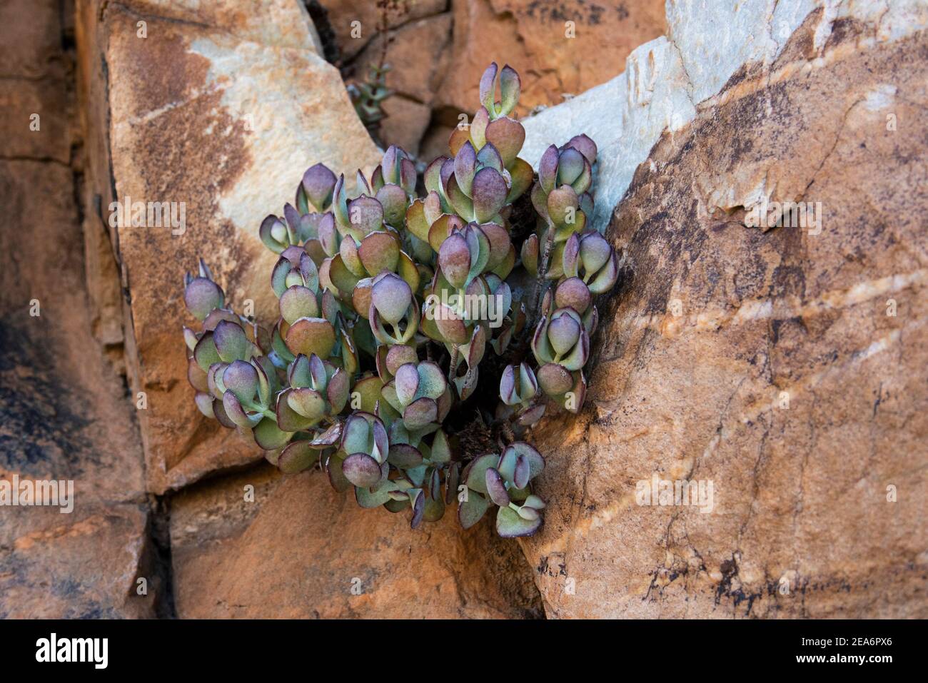 Succulento crescere tra rocce, Baviaanskloof, Sud Africa Foto Stock