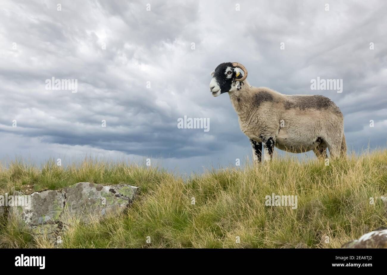 Pecora Swaledale o pecora femminile, che si affaccia a sinistra sulla remota brughiera con cielo tempestoso sullo sfondo. Le pecore Swaledale sono una razza nativa dello Yorkshir del Nord Foto Stock