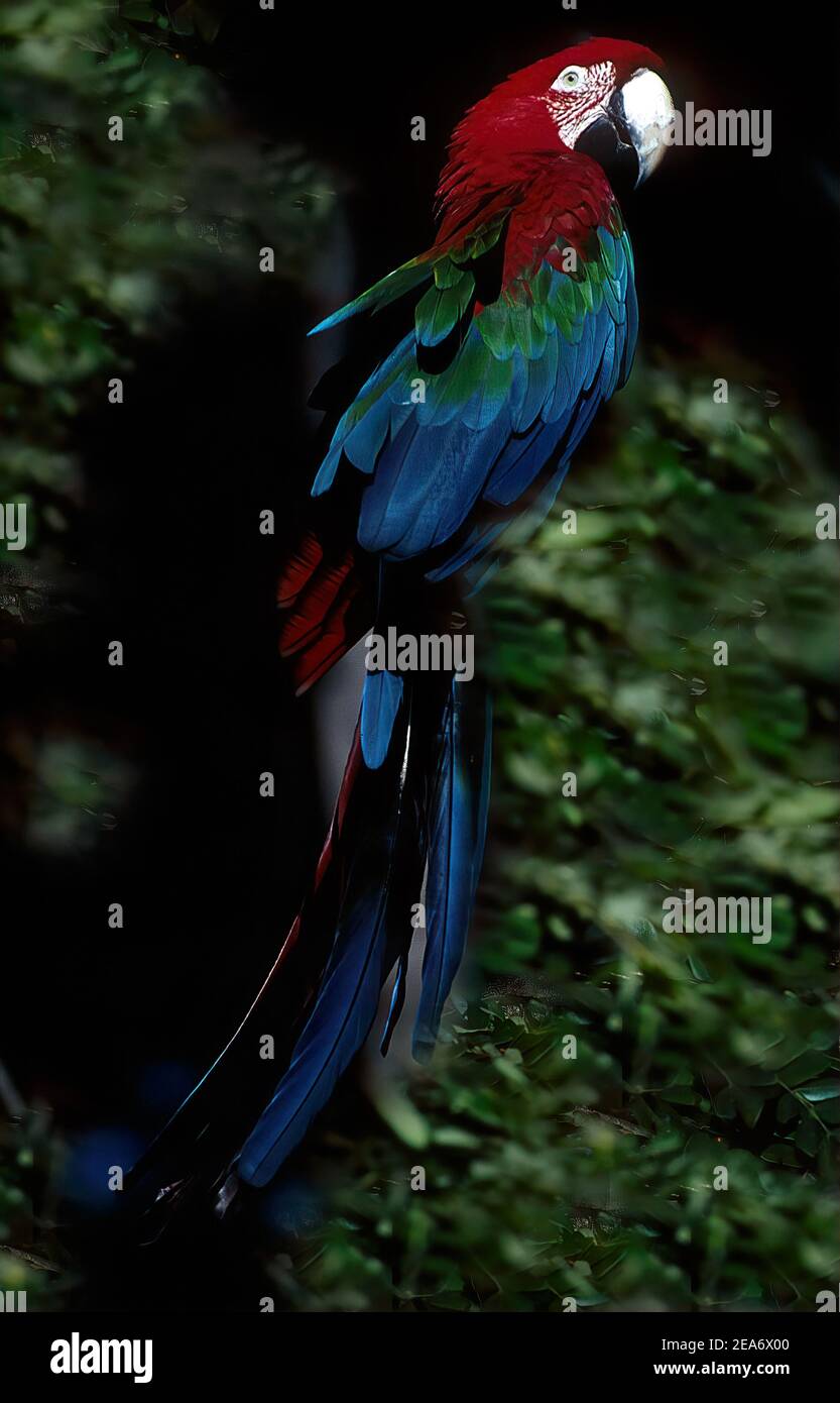 Il macaw rosso e verde (Ara chloropterus), noto anche come macaw alato verde, è un grande macaw, per lo più rosso, del genere Ara. Foto Stock