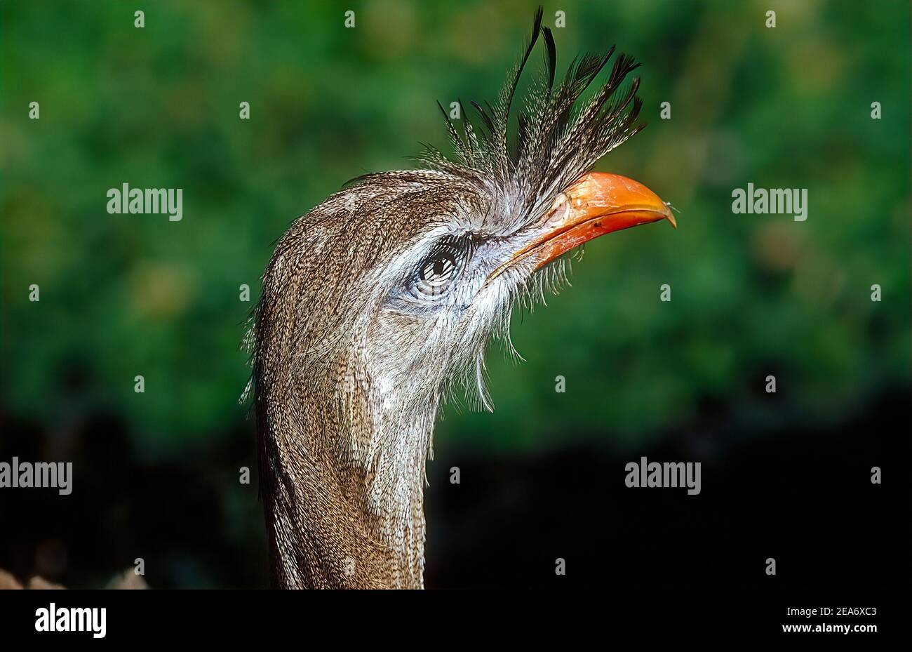Il seriema a zampe rosse (Cariama cristata), conosciuto anche come il cariama crestato e il seriema crestato, è un uccello terrestre per lo più predatore della serie Foto Stock