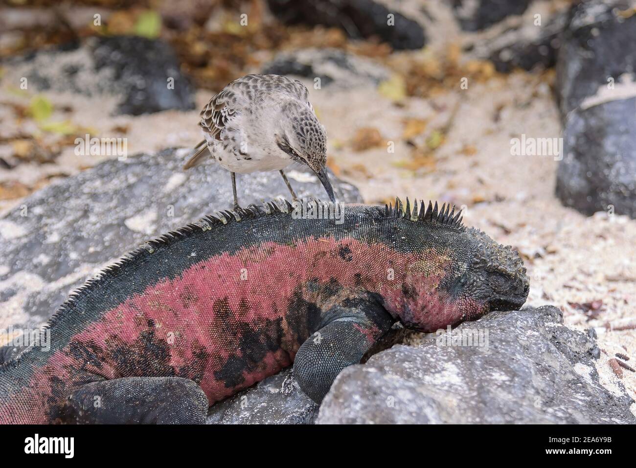 Espanola Mockingbird o Hood mockingbird, Mimus macdonaldi, adulto che alimenta l'iguana marina, Amblyrhynchus cristatus , Espanola Island, Galapagos Foto Stock