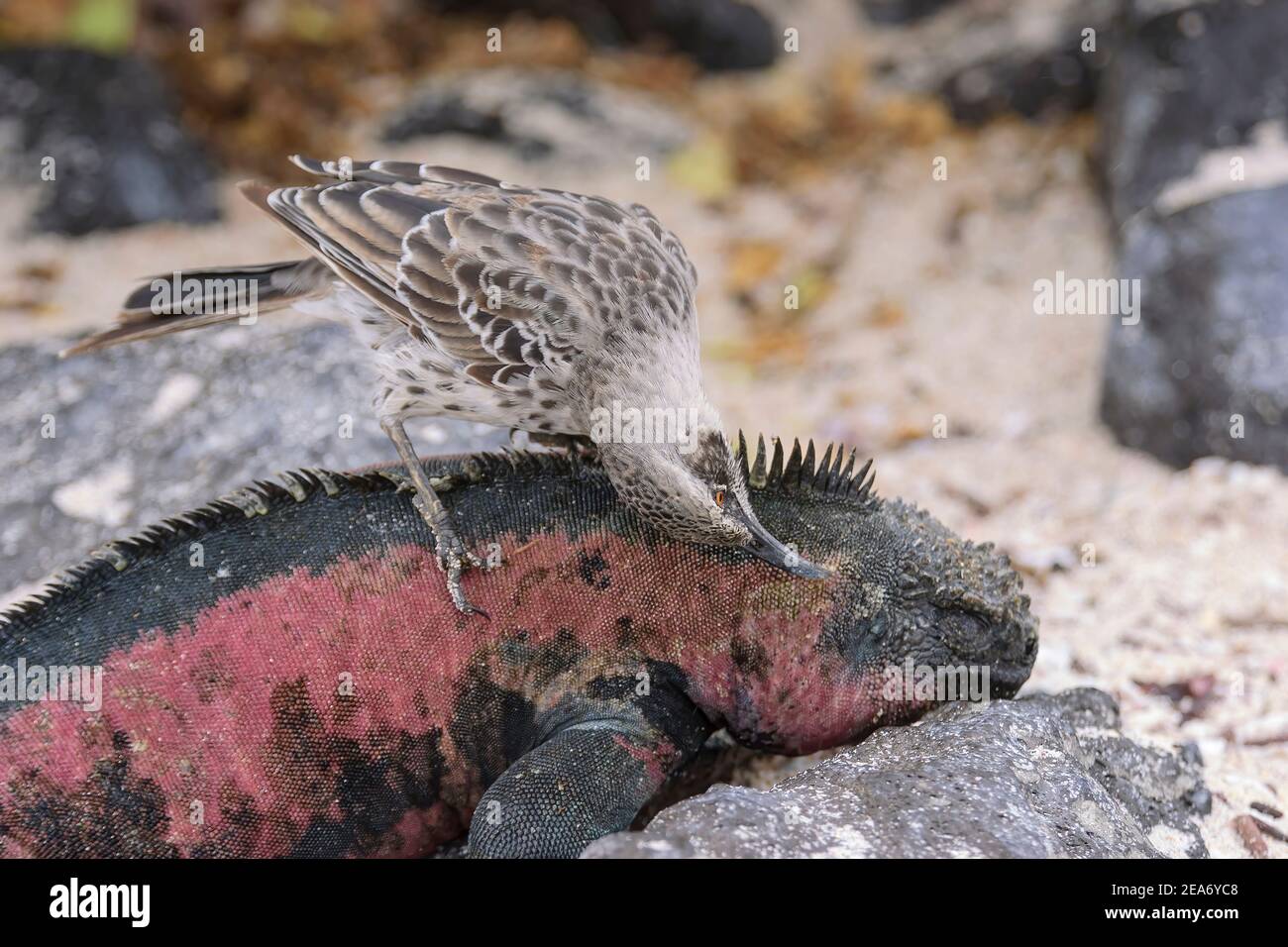 Espanola Mockingbird o Hood mockingbird, Mimus macdonaldi, adulto che alimenta l'iguana marina, Amblyrhynchus cristatus , Espanola Island, Galapagos Foto Stock