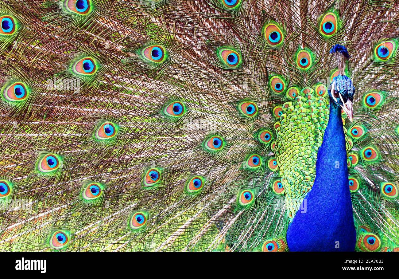Peacock, papero adulto maschio, che mostra una fantastica visualizzazione a tutto schermo, inclusi testa e corpo. Pavone blu-verde originario del subcontinente indiano Foto Stock