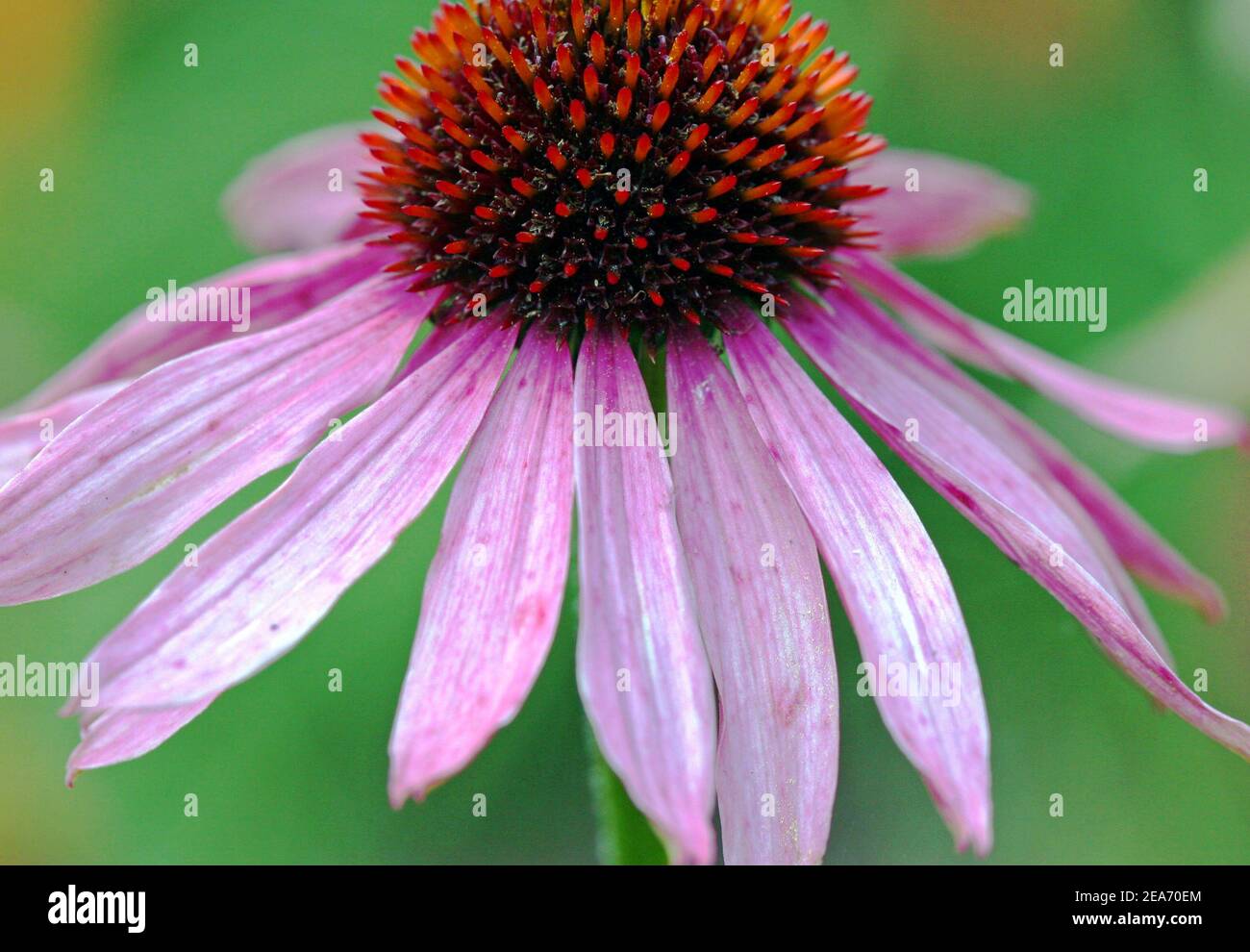 Echinacea fiore (purpurea; porpora coneflower) immagine macro full frame. Sfondo verde. Fioritura estiva. Usato in medicina di erbe per raffreddori, influenza. Foto Stock