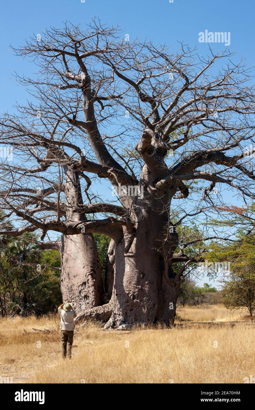 L'Adansonia digitata, il baobab africano, è la specie arborea più diffusa del genere Adansonia, i baobab, ed è originaria del continente africano Foto Stock