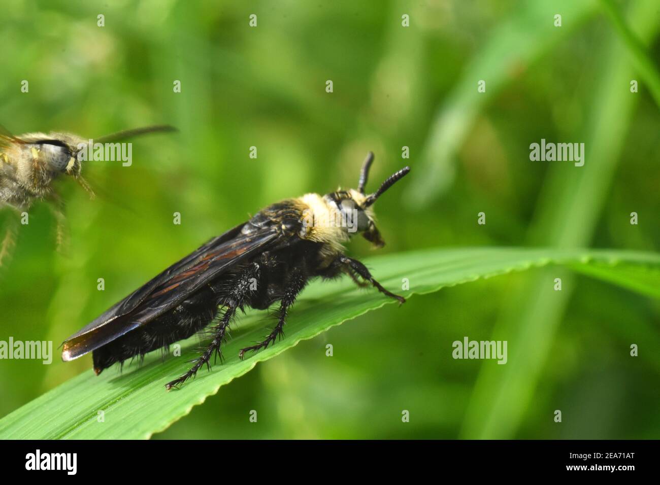 le api da miniera si accoppiano su erba verde Foto Stock