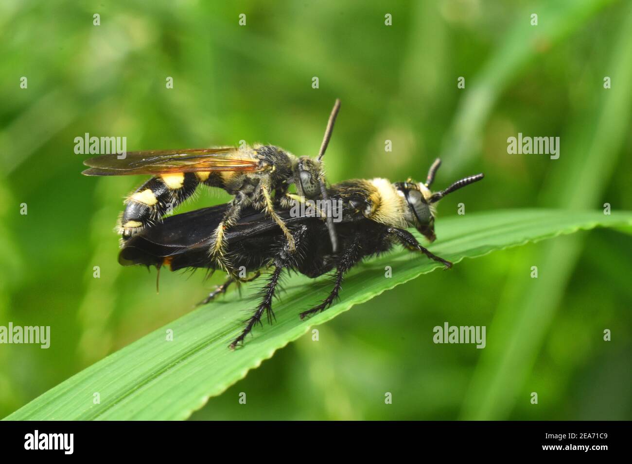 Vespe che si accoppiano sull'erba verde. Vespa scoliide. Campsomerinae. Foto Stock