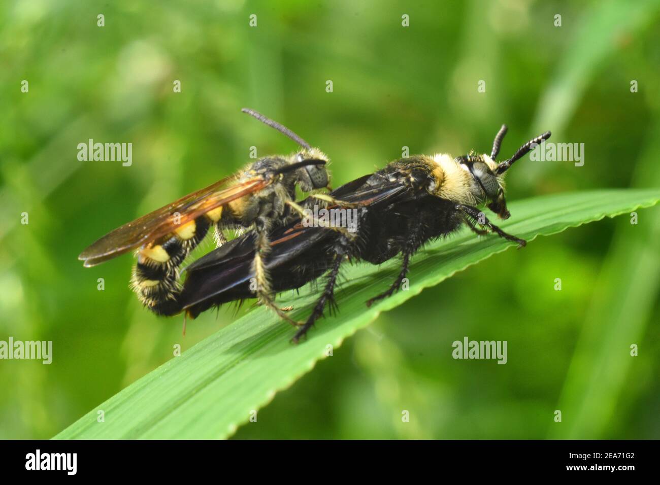 Vespe che si accoppiano sull'erba verde. Vespa scoliide. Campsomerinae. Foto Stock