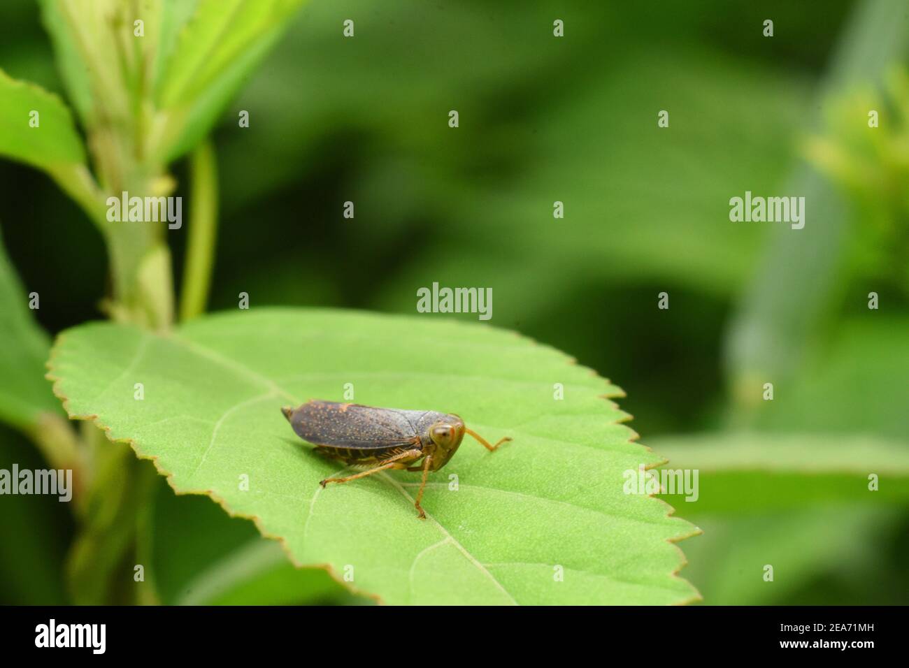 Un froghopper riposa sulla foglia Foto Stock