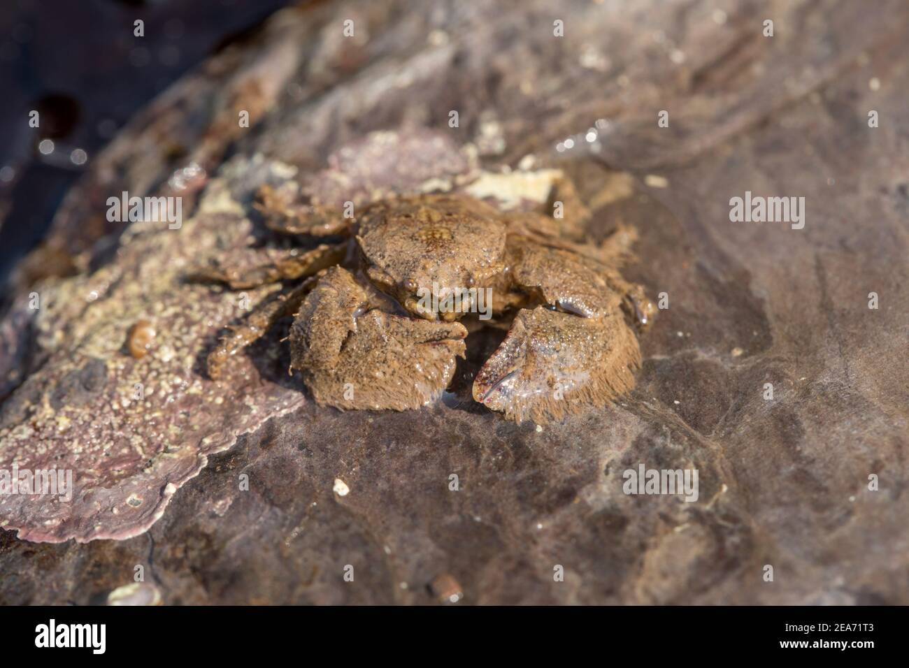 Ampia artigliato porcellana; Granchio Porcellana platycheles; Regno Unito Foto Stock