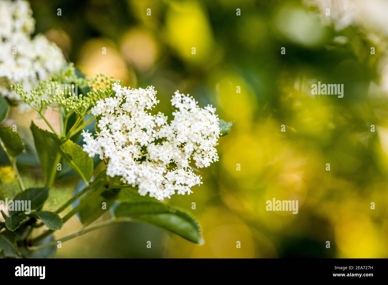 Albero anziano; Sambucus nigra; fioritura; UK Foto Stock