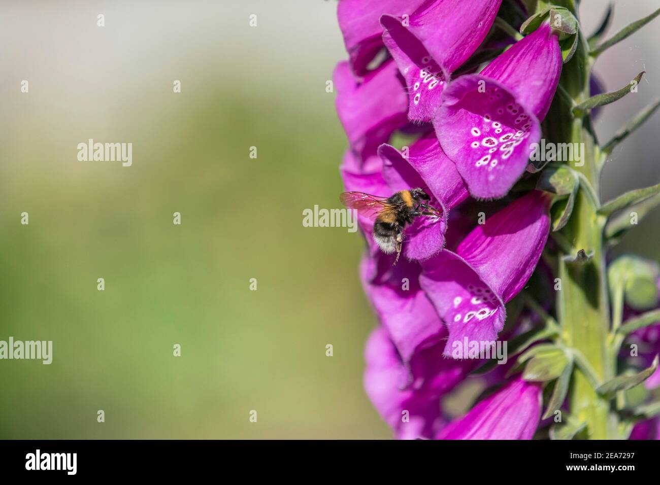 Garden Bumblebee; Bombus hortorum; at Foxglove; UK Foto Stock