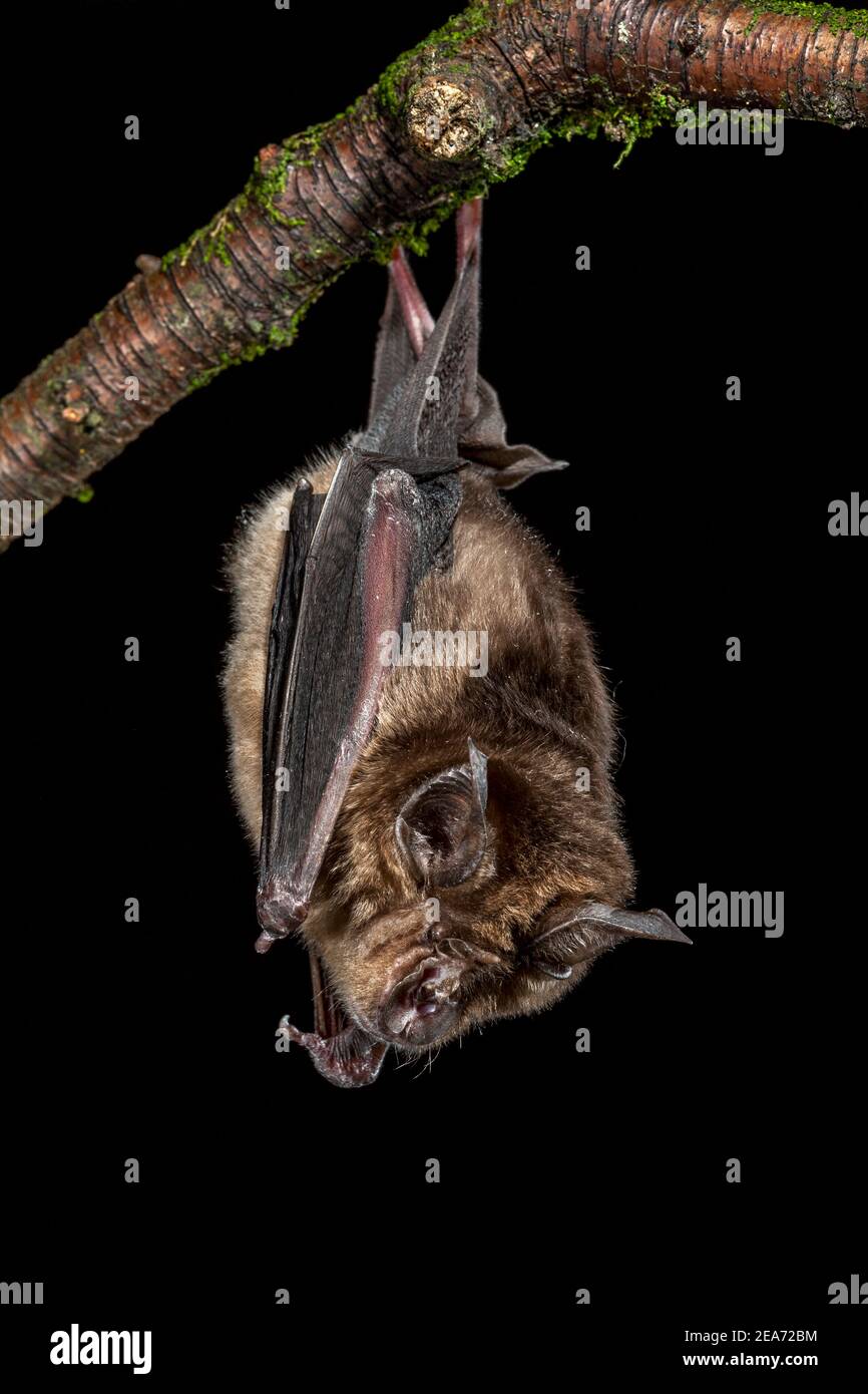 Bat Greater Horseshoe; Rhinolophus ferrumequinum; UK Foto Stock