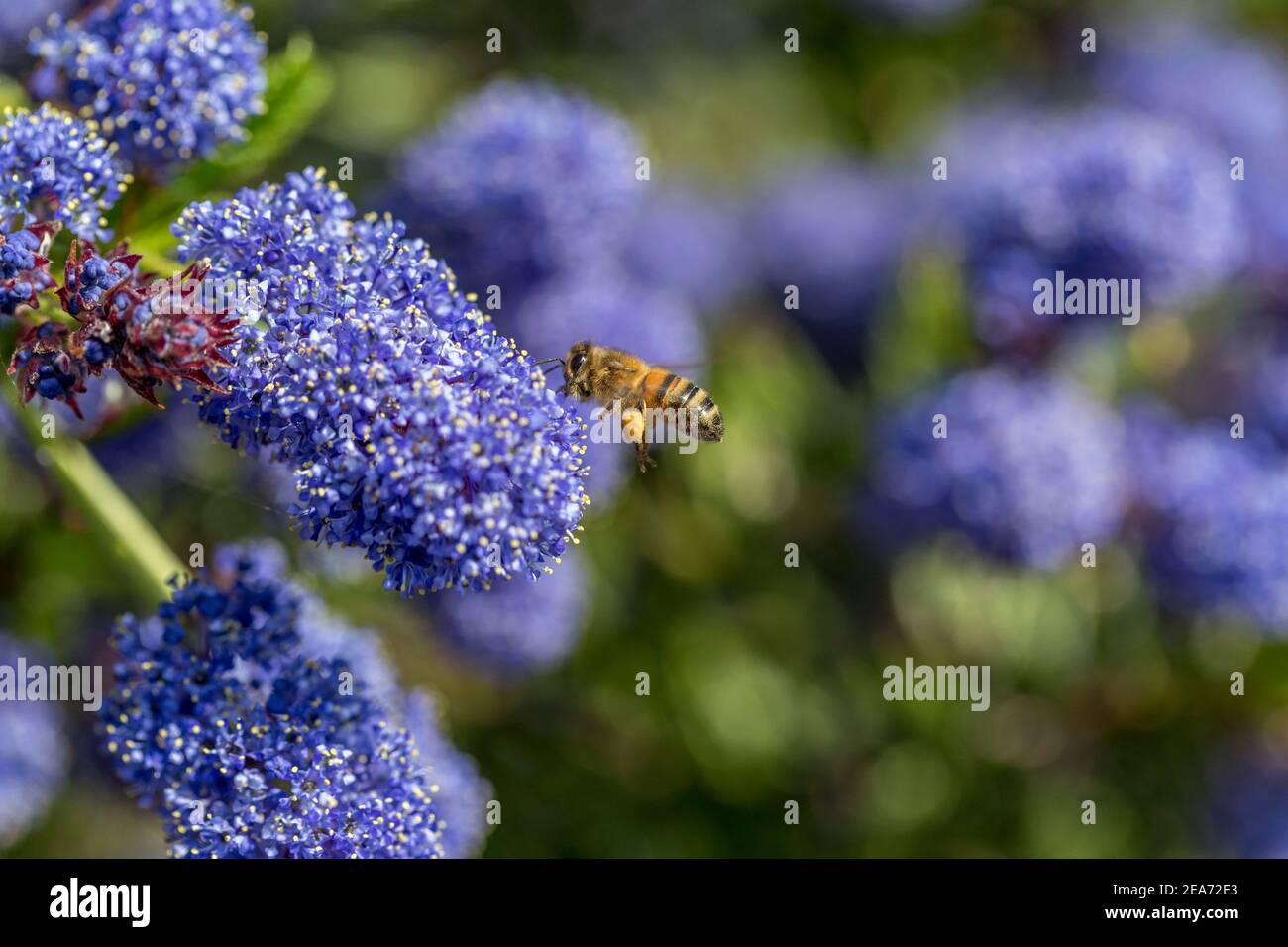 Honey Bee; Apis mellifera; Ceanothus; UK Foto Stock