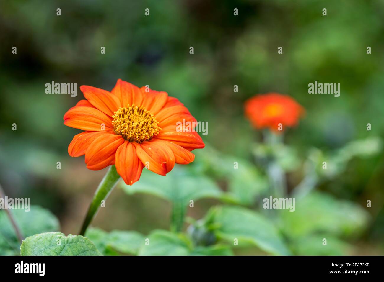 Girasole messicane; Tithonia rotundifolia; Regno Unito Foto Stock