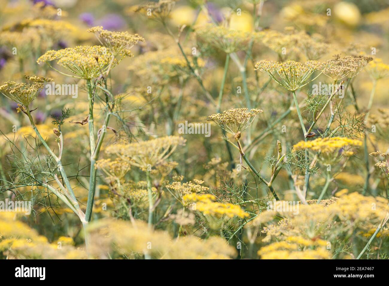 massa di piante di finocchio Foto Stock