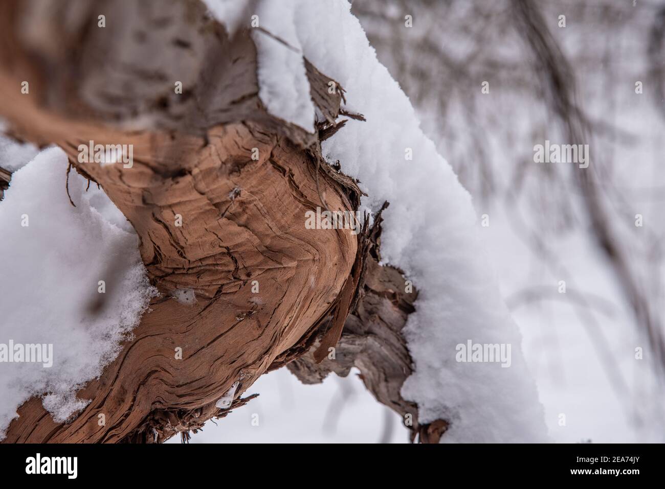 corteccia di colore caldo sul lato inferiore di un'uva selvatica vite Foto Stock