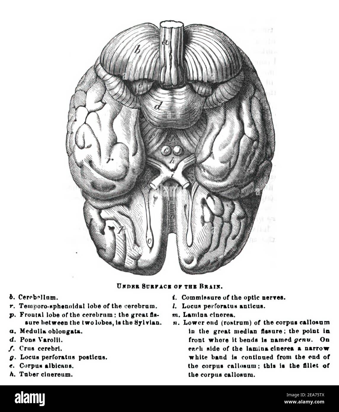 Illustrazione delle parti del cervello e delle funzioni contro un bianco sfondo Foto Stock