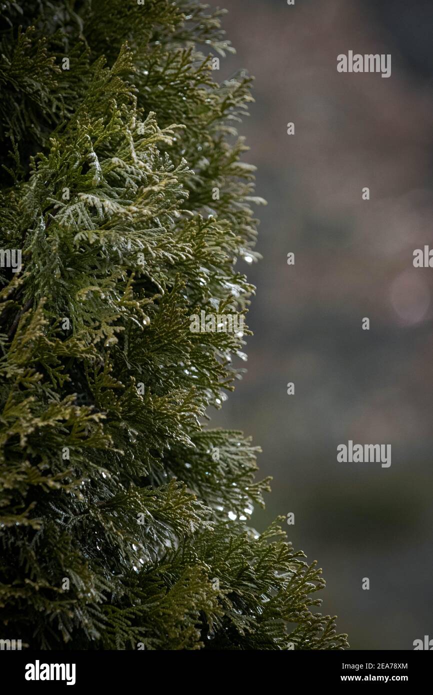 Foto ravvicinate di una natura Foto Stock
